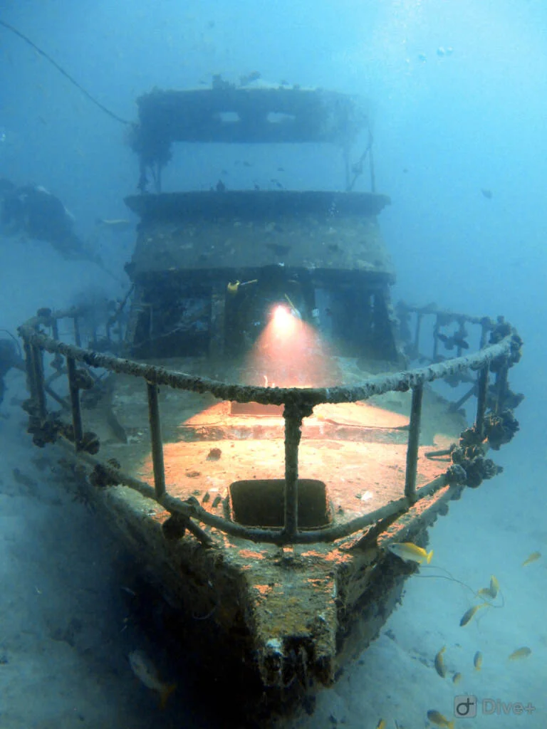 Local-House-reef-garden-eel-kalipayan-danao-wall-habagat-wreck-3