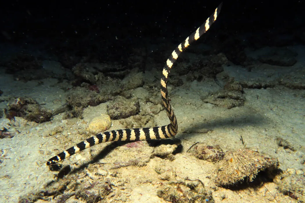 Local-House-reef-garden-eel-kalipayan-danao-wall-habagat-wreck-4