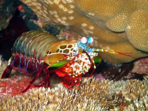 Peacock-Mantis-Shrimp.jpg